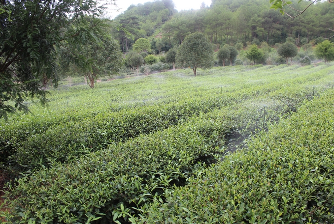 無土栽培，無土栽培技術(shù)，無土栽培設(shè)備