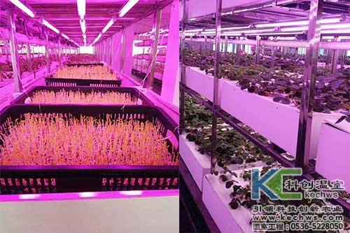 植物工廠,無土栽培