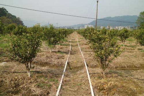 無土栽培，無土栽培技術(shù)，無土栽培設(shè)備